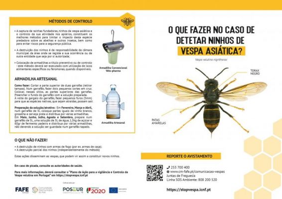O que fazer se detetar um ninho de vespas asi&aacute;ticas